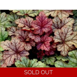 Heucherella 'Honey Rose'